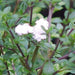 Serissa foetida double,Serissa Double Flowered - Kadiyam Nursery