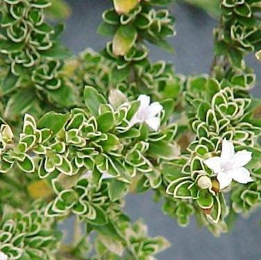 Serissa foetida variegated,Serissa Variegated, Snow Rose, Tree Of A Thousand Stars - Kadiyam Nursery