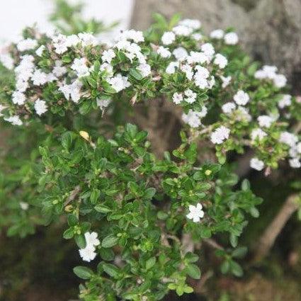 Serissa foetida,Serissa Single - Kadiyam Nursery