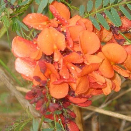 Sesbania punicea, S tripetii, Daubentonia tripetii,Chines Rattlebox, Scarlet Wisteria, Red Sesbania, Coffee Weed, Rattle-pod, Sesban, Red Seine Bean - Kadiyam Nursery