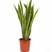 Snake plant - Kadiyam Nursery