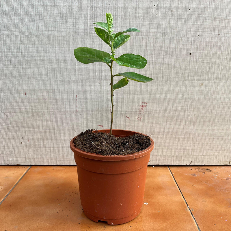 Snake Repellent plant,nalla ewari - Kadiyam Nursery