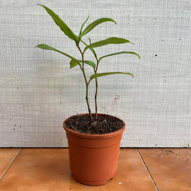 Snake Repellent plant,tella ewari - Kadiyam Nursery