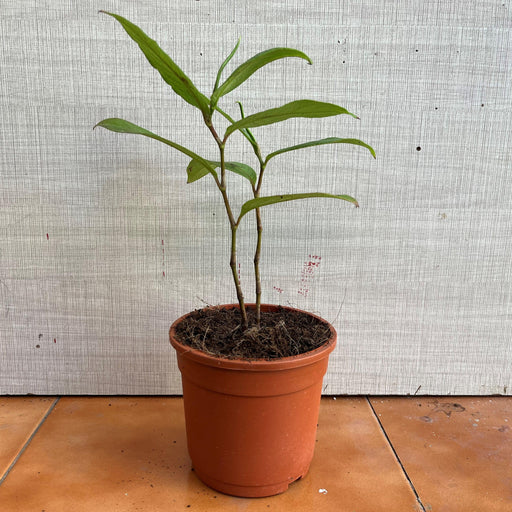 Snake Repellent plant,tella ewari - Kadiyam Nursery