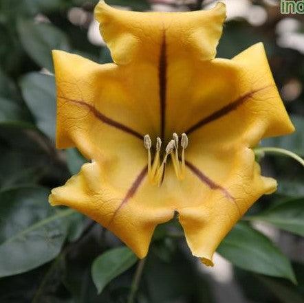 Solandra nitida,Cup Of Gold, Chalice Vine - Kadiyam Nursery