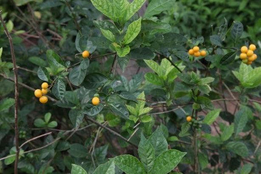 Solanum massupiformis - Kadiyam Nursery