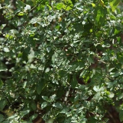 Solanum nigrum,Black Night Shade, Makoy, Deadly Nightshade, Garden Nightshade, Kakamachi. - Kadiyam Nursery