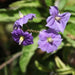 Solanum wendlandii,Paradise Flower, Giant Potato Creeper, Paradise Flower, Divorce Vine, Costa Rica Nightshade - Kadiyam Nursery