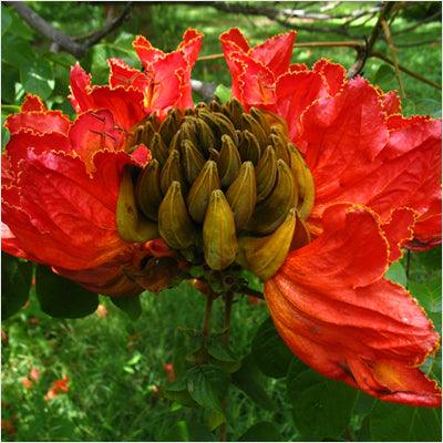 Spathodea campanulata, African tulip tree, Fountain tree, Nandi flame Tree, Rugtoora, African Poomaram - Ornamental Flowering Tree - Kadiyam Nursery