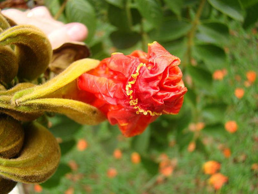 Spathodea campanulata, African tulip tree, Fountain tree, Nandi flame Tree, Rugtoora, African Poomaram - Ornamental Flowering Tree - Kadiyam Nursery