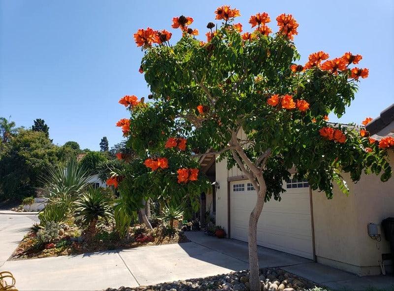 Spathodea campanulata, African tulip tree, Fountain tree, Nandi flame Tree, Rugtoora, African Poomaram - Ornamental Flowering Tree - Kadiyam Nursery