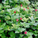 Stachytarpheta indica red,Stachytarpheta Red, Brazilian Tea - Kadiyam Nursery