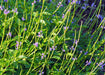 Stachytarpheta ( Purple ) - Plant - Kadiyam Nursery