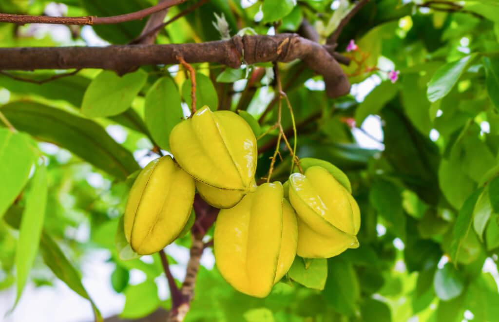 Star fruit sweet(carambola) plant - Kadiyam Nursery