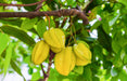 Star fruit sweet(carambola) plant - Kadiyam Nursery