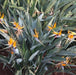 Strelitzia reginae,Bird Of Paradise, Crane Flower - Kadiyam Nursery