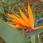 Strelitzia reginae,Bird Of Paradise, Crane Flower - Kadiyam Nursery