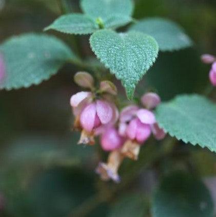 Strobilanthes glomeratus,Strobilanthes - Kadiyam Nursery