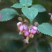 Strobilanthes glomeratus,Strobilanthes - Kadiyam Nursery