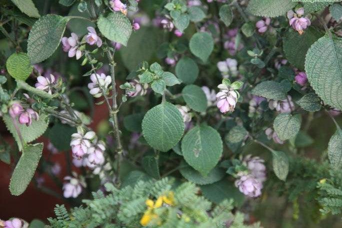 Strobilanthes glomeratus,Strobilanthes - Kadiyam Nursery