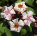 Strophanthus gratus, Roupellia grata,Climbing Oleander, Cream Fruit - Kadiyam Nursery