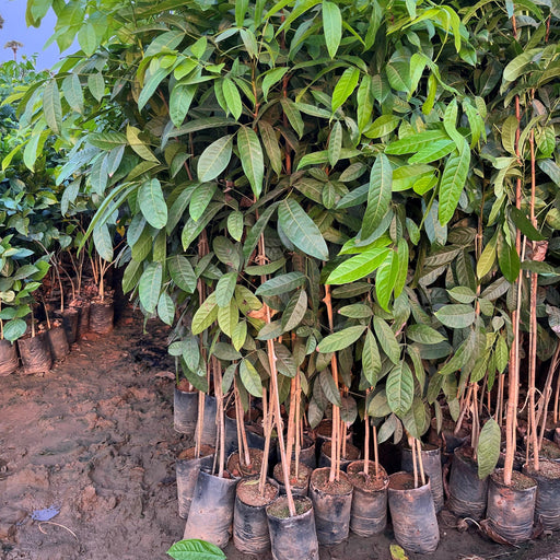 Swietenia mahogani, Mahogany, Spanish Mahogany - Kadiyam Nursery