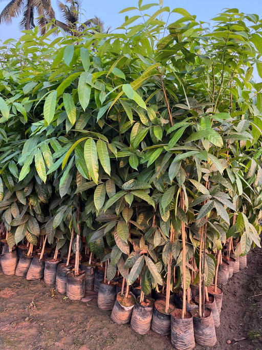 Swietenia mahogani, Mahogany, Spanish Mahogany - Kadiyam Nursery