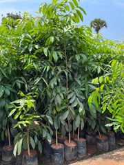 Swietenia mahogani, Mahogany, Spanish Mahogany - Kadiyam Nursery