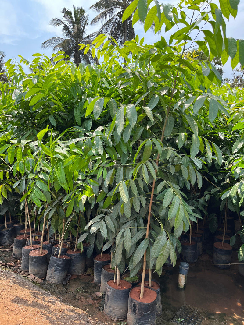 Swietenia mahogani, Mahogany, Spanish Mahogany - Kadiyam Nursery