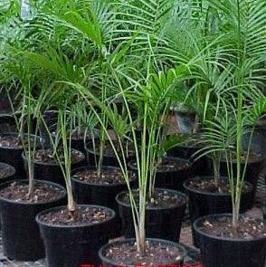 Syagrus weddelliana, Cocos weddelliana,Baby Cocos Palm - Kadiyam Nursery