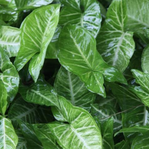 Syngonium podophyllum albolineatum,Syngonium Ordinary - Kadiyam Nursery