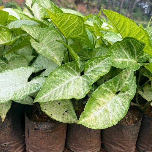 syngonium podophyllum lemonn lime live plant near me sale