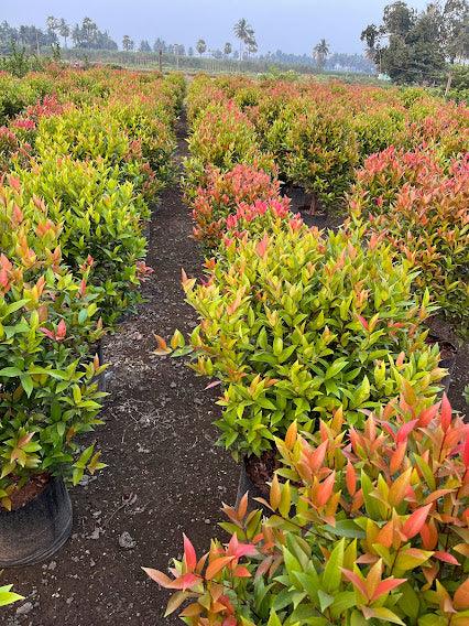 Syzygium campanulatum - Kadiyam Nursery