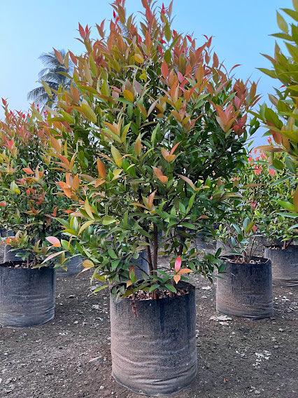 Syzygium campanulatum, Eugenia plant - Kadiyam Nursery