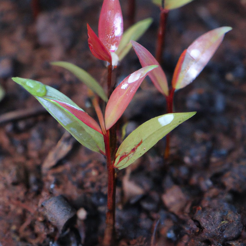Syzygium malaccense ప్లాంట్ కొనండి - మీ గార్డెన్ కోసం రుచికరమైన వైట్ జామ్ మరియు మలయ్ రోజ్ ఆపిల్ చెట్టు