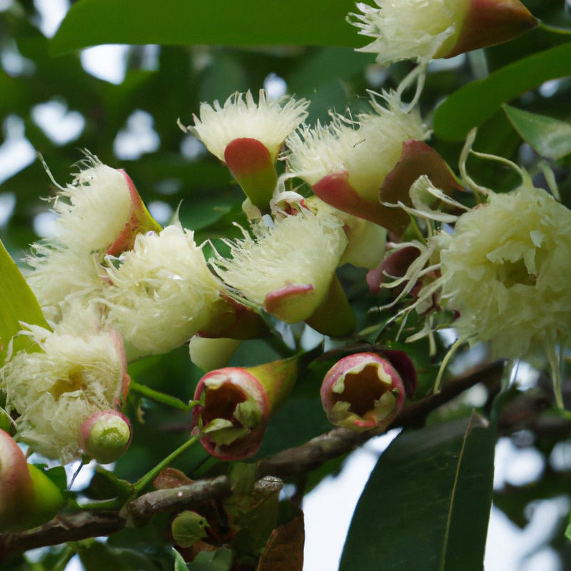Syzygium malaccense ప్లాంట్ కొనండి - మీ గార్డెన్ కోసం రుచికరమైన వైట్ జామ్ మరియు మలయ్ రోజ్ ఆపిల్ చెట్టు