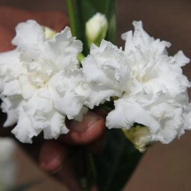 Tabernaemontana coronaria floro-plena hybrida,Tagar Double Frills - Kadiyam Nursery