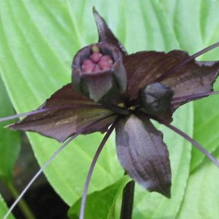 Tacca chantrieri,Bat Flower, Cats Whiskers, Devil Flower - Kadiyam Nursery