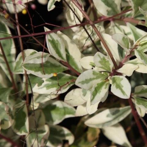 Talinum paniculatum variegatum,Fameflower, Jewel Of Opar Variegated - Kadiyam Nursery