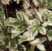 Talinum paniculatum variegatum,Fameflower, Jewel Of Opar Variegated - Kadiyam Nursery