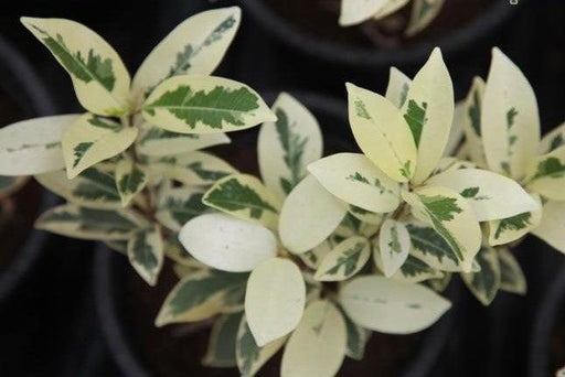 Talinum paniculatum variegatum,Fameflower, Jewel Of Opar Variegated - Kadiyam Nursery