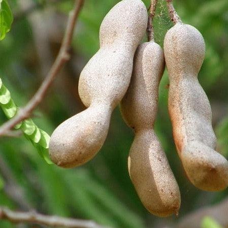 Tamarind Tamarindus indica 1 Healthy live plant seedling - Kadiyam Nursery