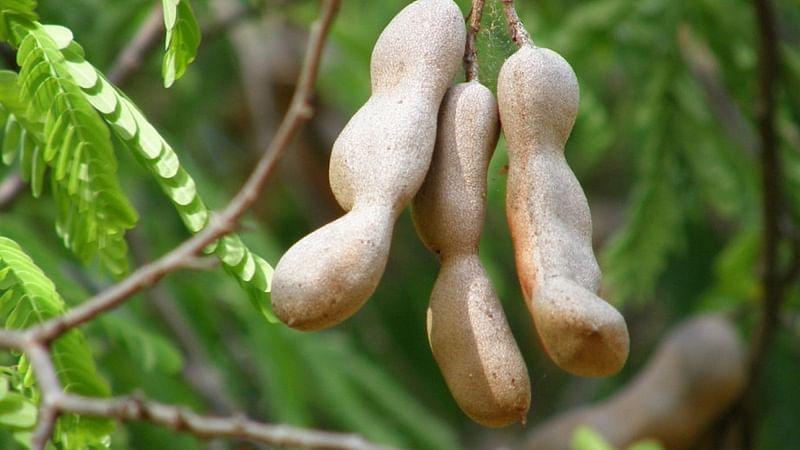 Tamarind Tamarindus indica 1 Healthy live plant seedling - Kadiyam Nursery