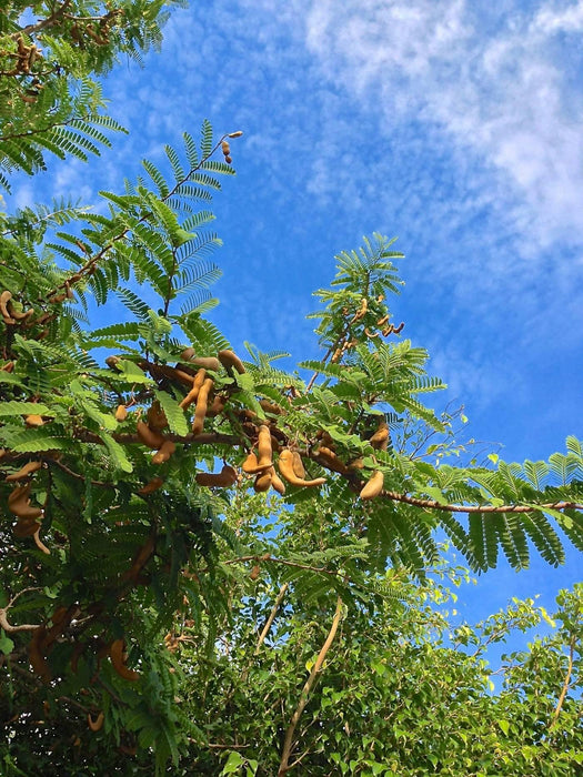 Tamarind Tamarindus indica 1 Healthy live plant seedling - Kadiyam Nursery