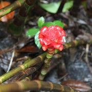Tapeinochilus ananassae,Indonesian Wax Ginger - Kadiyam Nursery