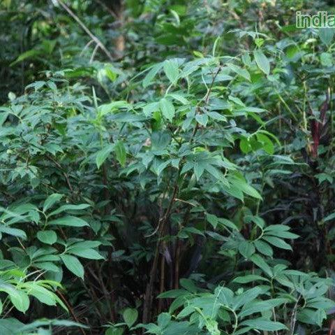 Tapeinochilus ananassae,Indonesian Wax Ginger - Kadiyam Nursery