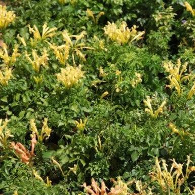 Tecoma capensis aurea,Tecoma Radicans Yellow - Kadiyam Nursery