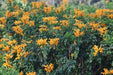 Tecoma capensis golden,Tecoma Capensis Golden - Kadiyam Nursery