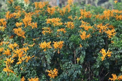 Tecoma capensis golden,Tecoma Capensis Golden - Kadiyam Nursery