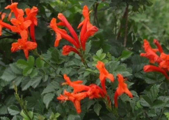 Tecoma capensis, Tecomaria radicans, Tecoma radicans,Orange Trumpet Climbers - Kadiyam Nursery